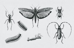 Vintage Insect Vector Illustrations