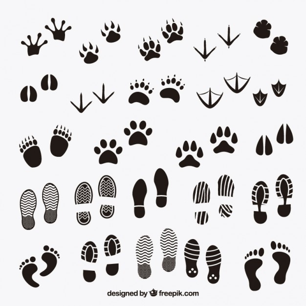 Footprints shadows of animals and human  Vector | Free Download